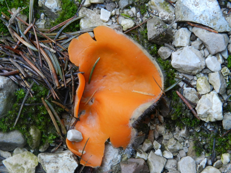 funghetti arancioni strani